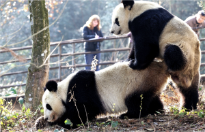 Meghan Recording Panda Behavior