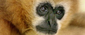 female-white-cheeked-crested-gibbon1