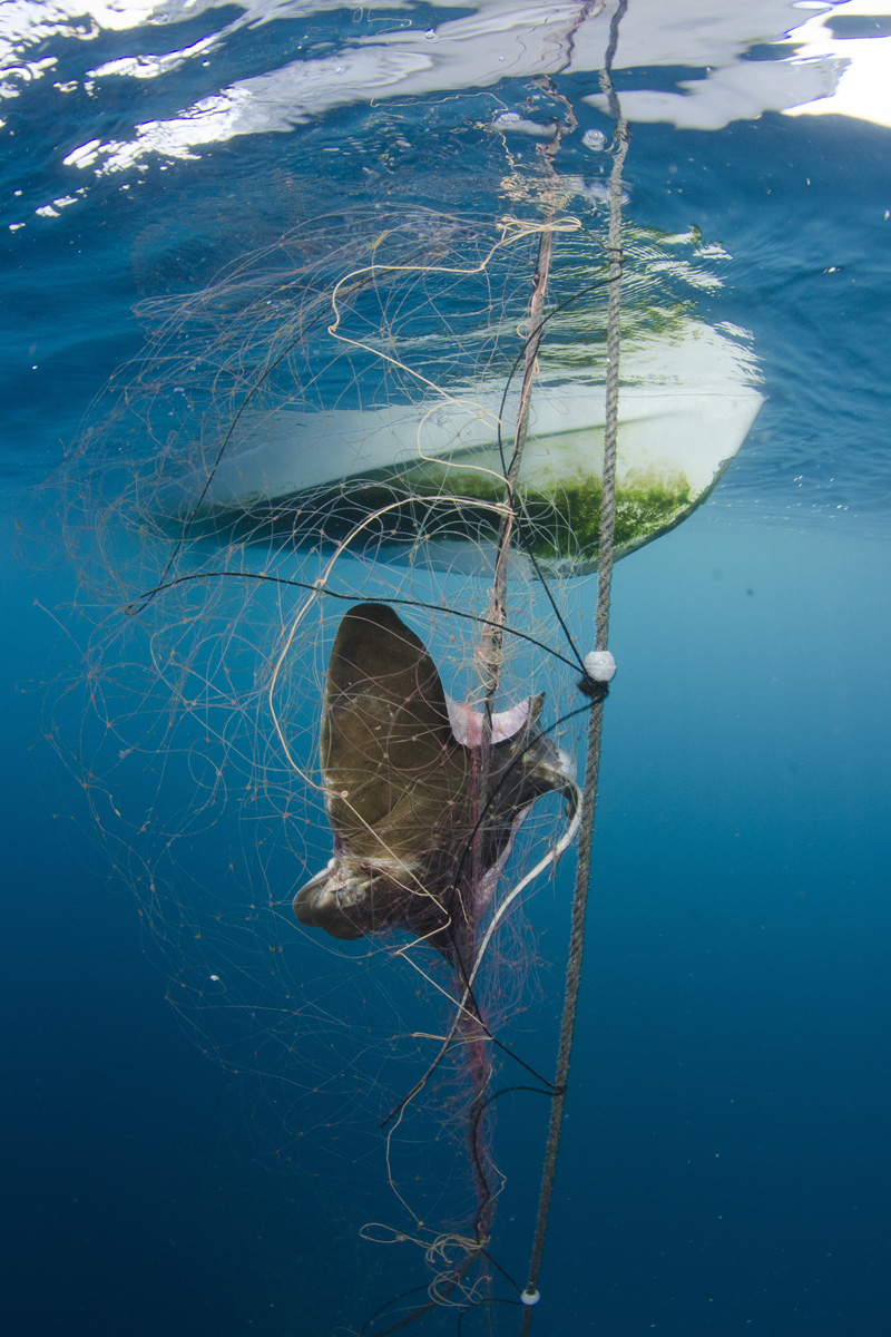 Why should you care about sustainable seafood? Bycatch