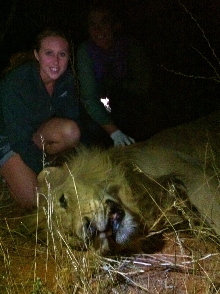 Transporting one of the six new lions to Tswalu Game reserve