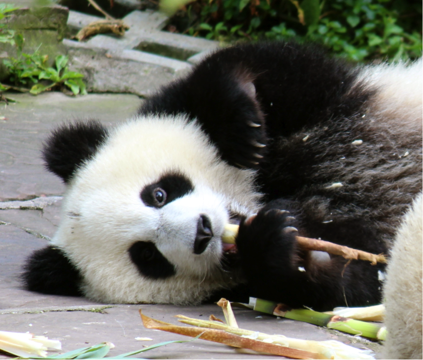 5-fun-facts-about-giant-pandas-series-fact-1-pdxwildlife