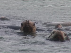 Sea Lion observations at the Bonneville Dam