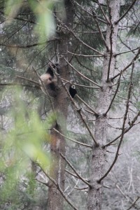 Hua Rong's baby butt in the pine tree
