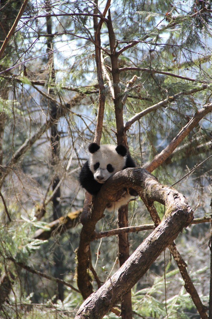 Hua Rong, Hua Mei's son, in one of the semi-wild enclosures.