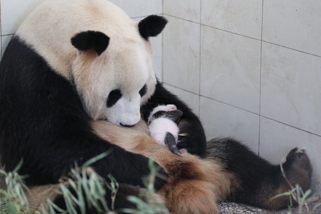Her love of the babies. This is a photo Nate took of Ying Hua napping with her little boy