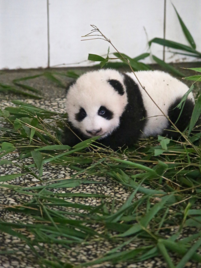 Zhen Zhen Cub #1 just starting to arm crawl through the bamboo