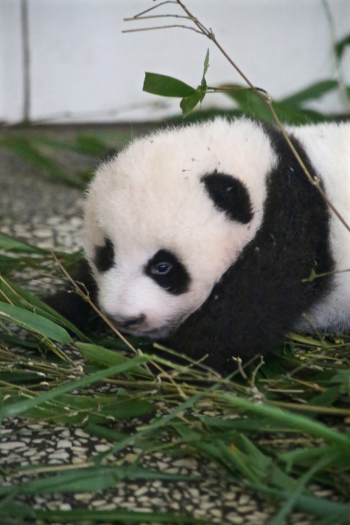 A close up of Zhen Zhen's cub #1