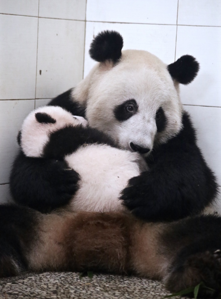 Xi Xi and cub