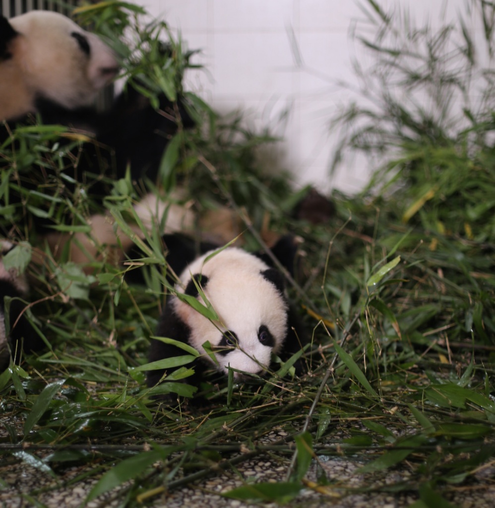 Just like mom, playin' in the bamboo