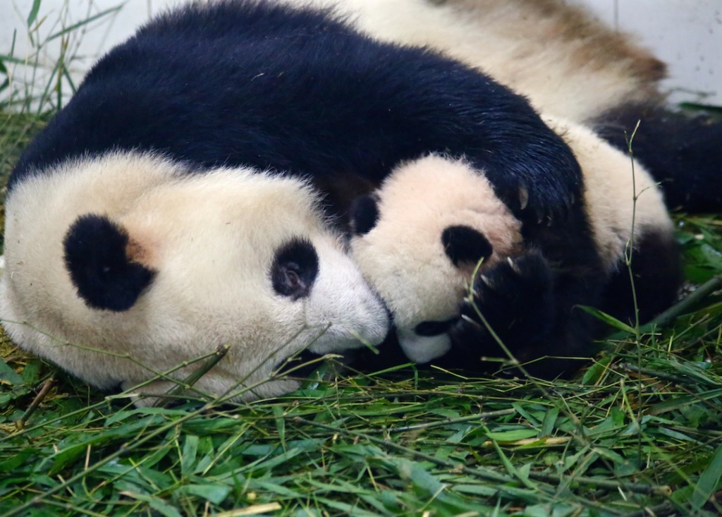 Mom had cub in a playful headlock