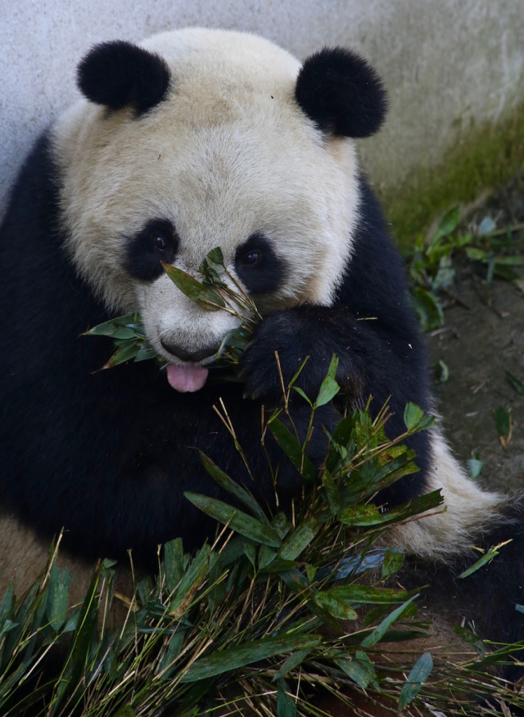 Ying Ping sticking out her tongue while eating. 