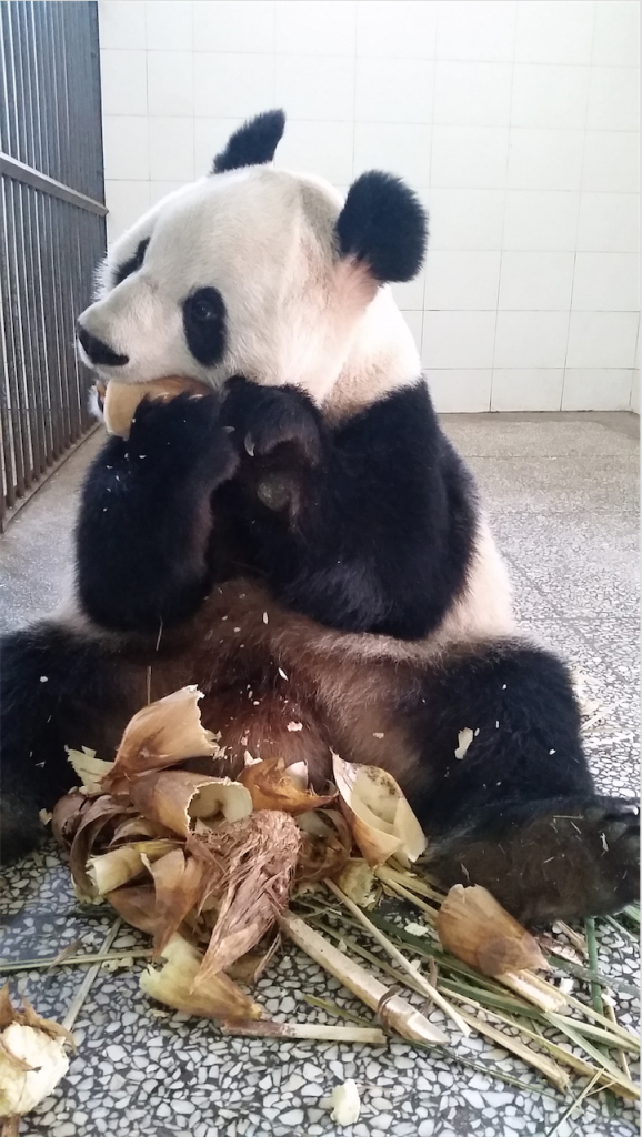 Ying Hua snacking on bamboo shoots. 