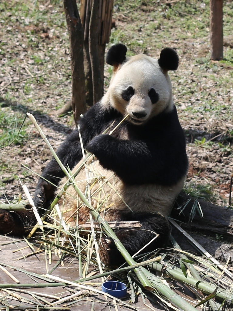 Panda ID # 4