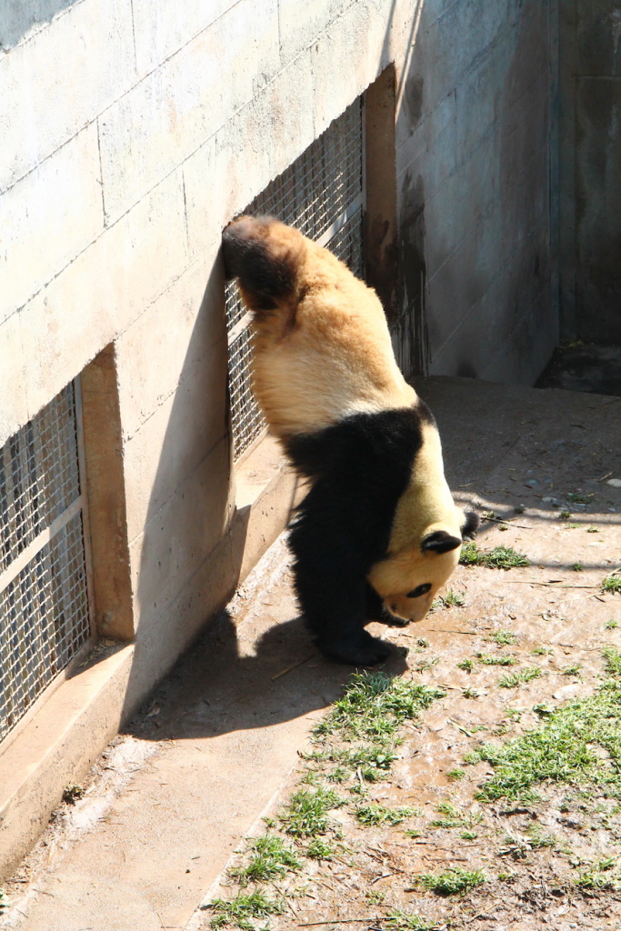 Male giant pandas mark their territory by urinating on a tree. The working theory is that they urinate as high as possible so that rival males know how large they are.