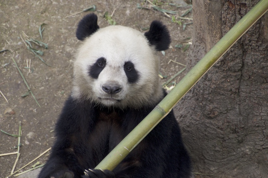 Panda eating bamboo 