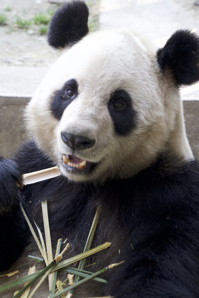 Su Shan enjoying a bamboo snack