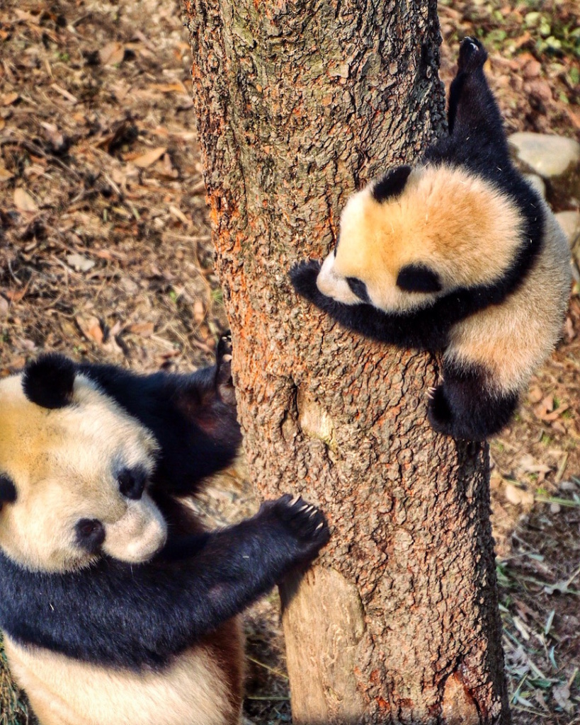 Lin Bing with cub