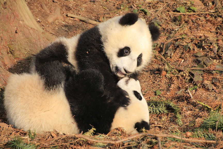 Two of Ying Hua's cubs wrestling