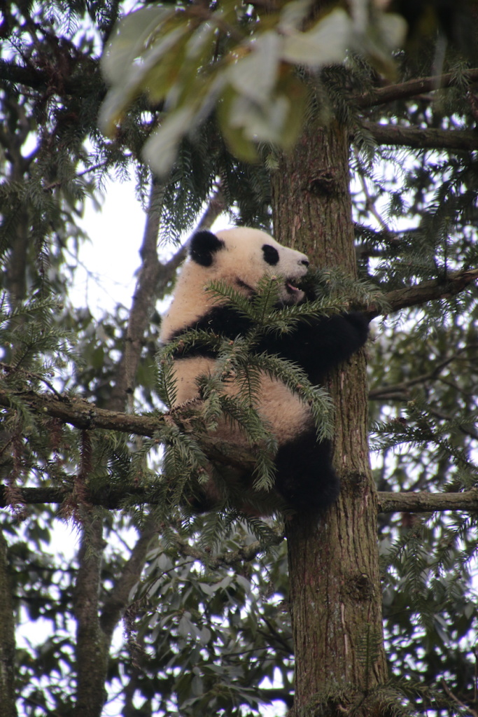 Lin bing's cub climbing