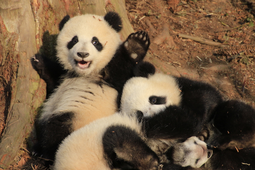 Ying Hua's three cubs playing