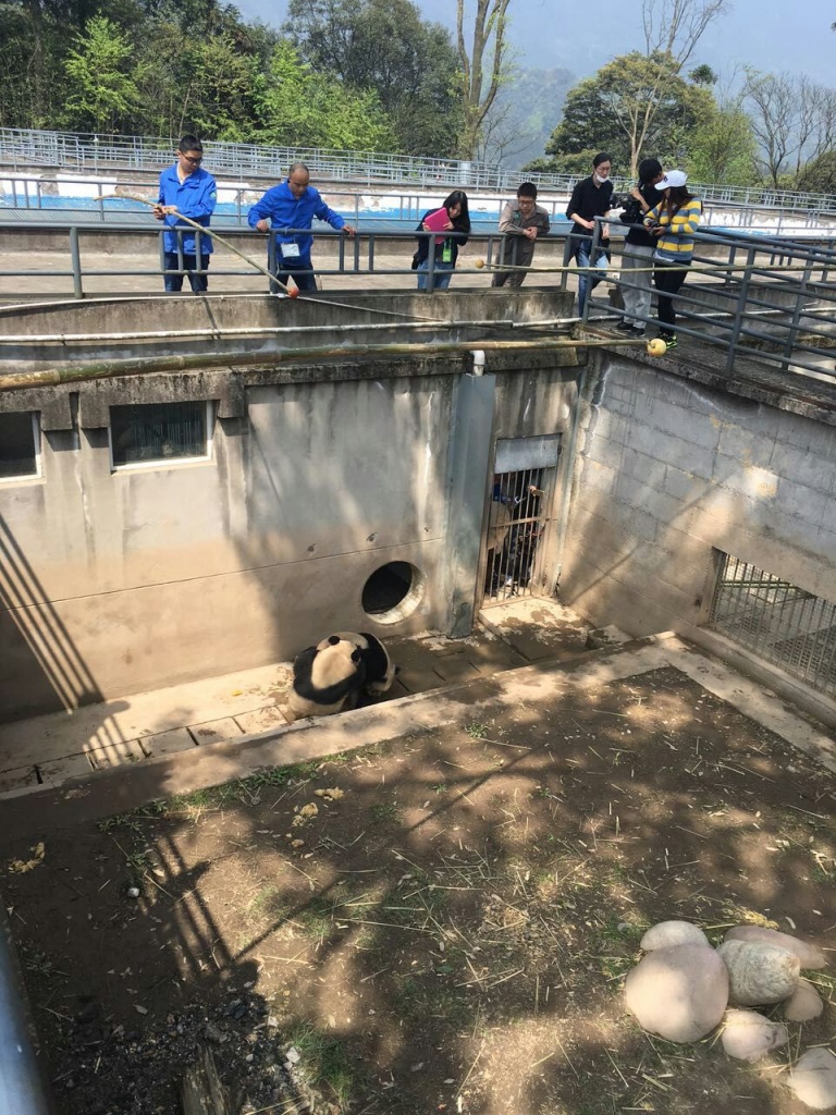 A few people observing Cui Cui and Wu Gang mating.