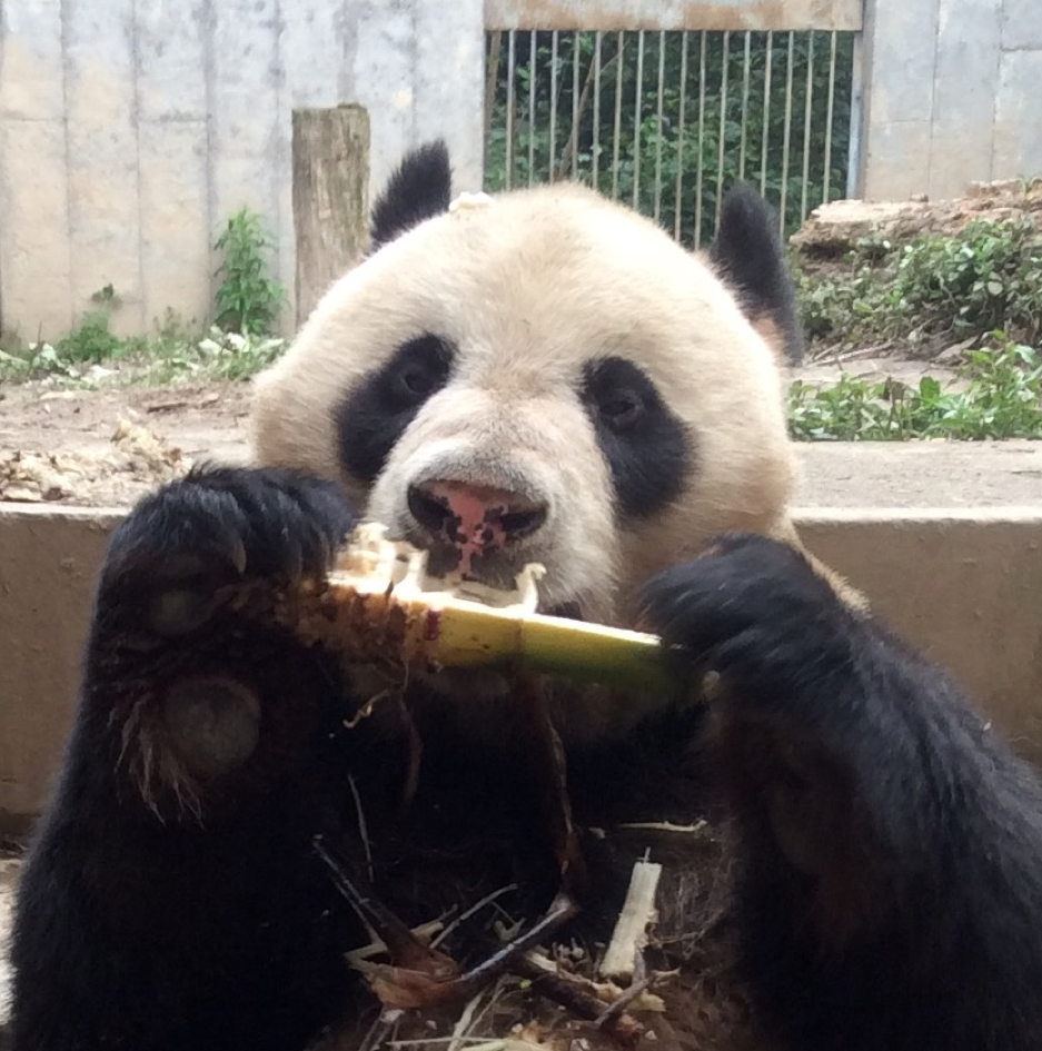 Wu Gang enjoying his favorite snack- Bamboo Shoots