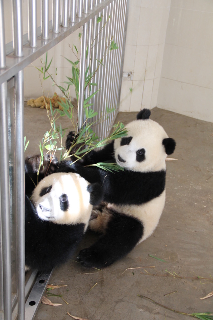 They were very interested in their new visitor (me)! Giving me the eye as they ate bamboo.