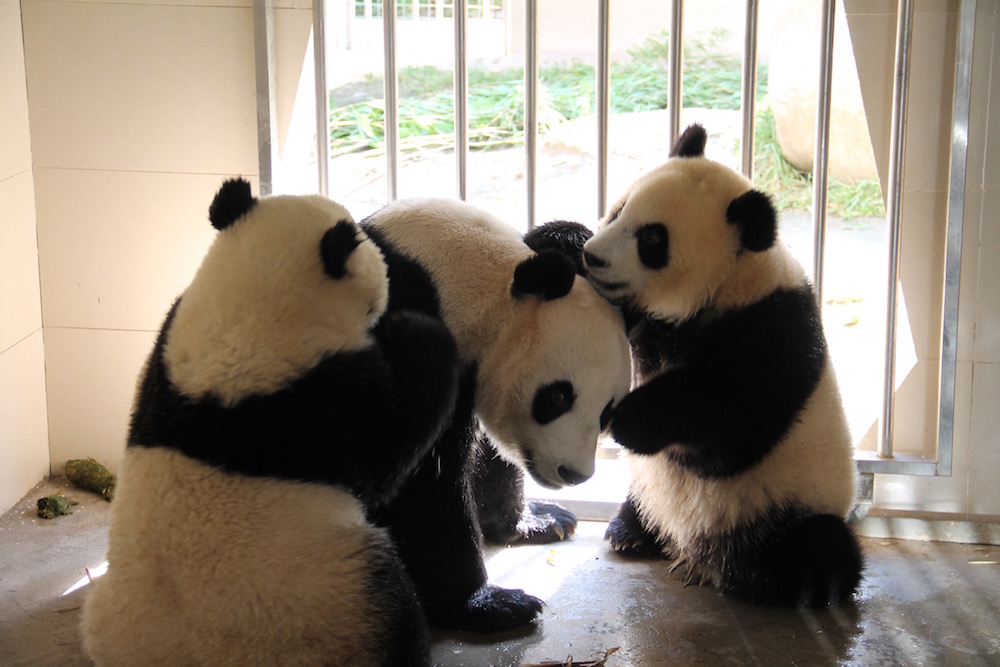 I leave this as the "teaser" photo for the outdoor shoot. They were all waiting to get out and play!