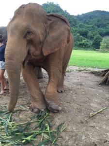 Elderly female elephant saved from logging after a broken ankle 