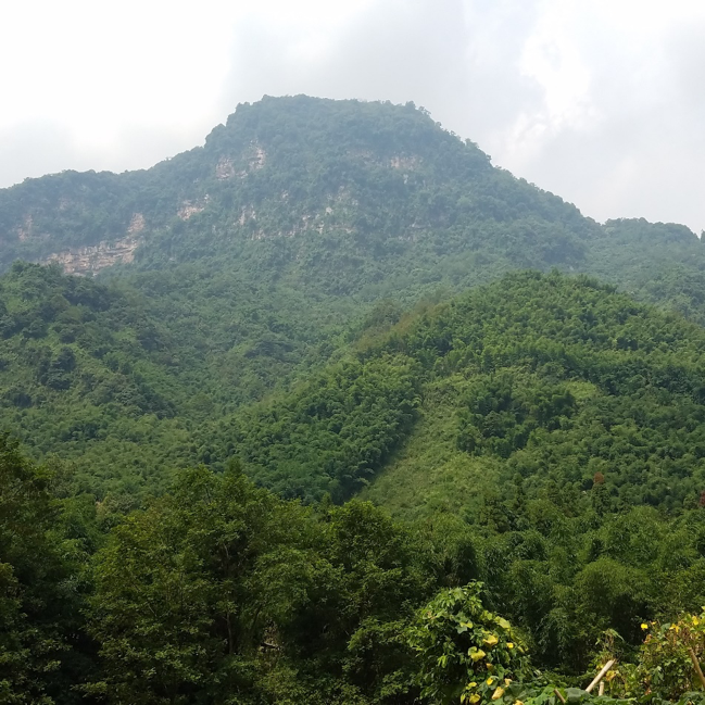 The bamboo forests on the way up to the panda base