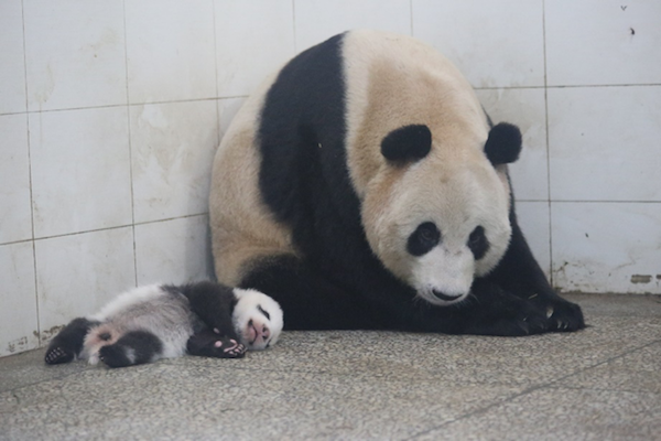 Cui Cui and her cub napping together