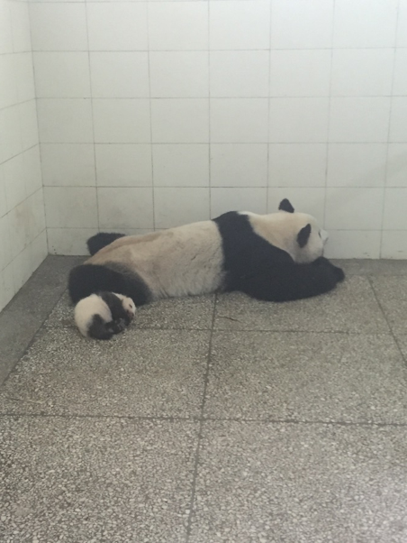 Shu Qin and cub taking a nap