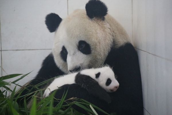 Qiao Qiao and one of her cubs getting in an afternoon snuggle