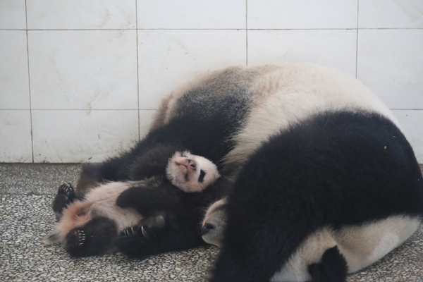 Mei Xi and her little fluff-ball snoozing away 