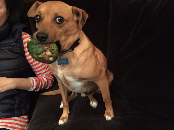 Rocky with his precious avocado 