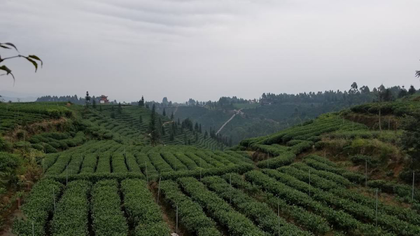 Niu lian ping mountain with all the tea bushes.