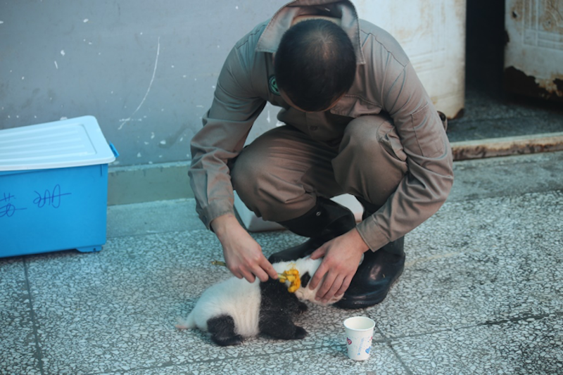 Prepping Su Shan's cub with scent from Yang Hua's cub.