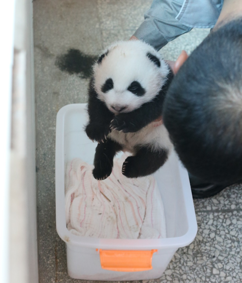 Yang Hua's cub being transferred to the nursery in preparation to introduce Su Shan's cub.