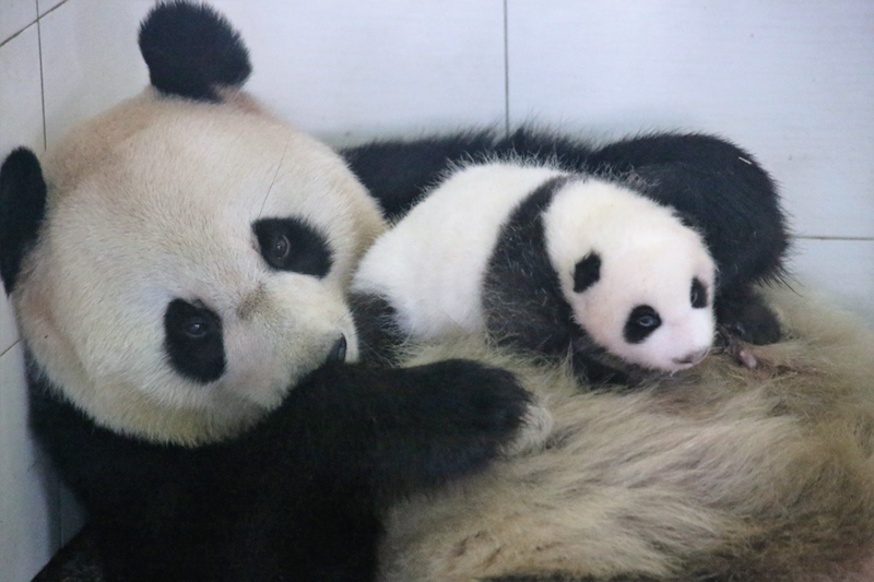 Yang Hua successfully accepted Su Shan's cub as her own!