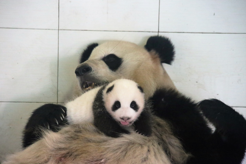 Su Shan's baby looks happy with her new mommy!