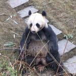 Bai Yang contemplating helping me with some scent marking.