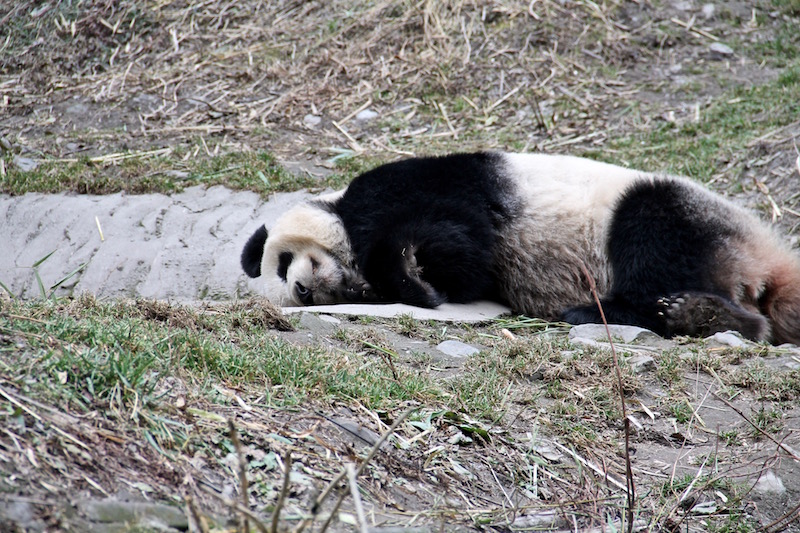 Shu Qin sleeping away in the 1st Phase reintroduction training pens.