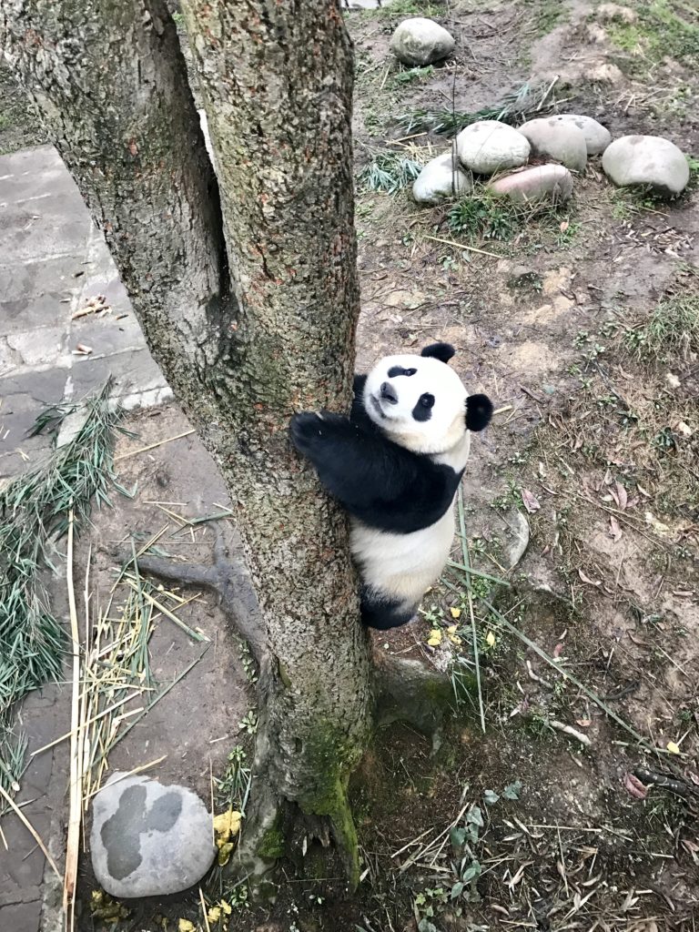 Zhen Zhen climbing a tree in her enclosure