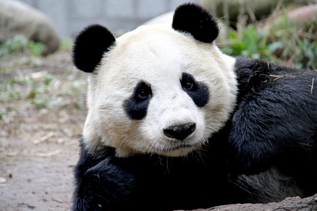 Zhen Zhen - she's just such a beautiful bear!