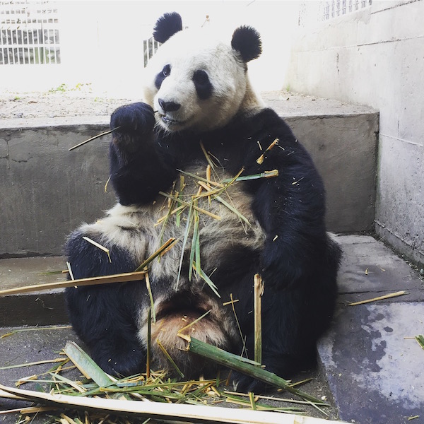 Another of Shen Wei eating bamboo