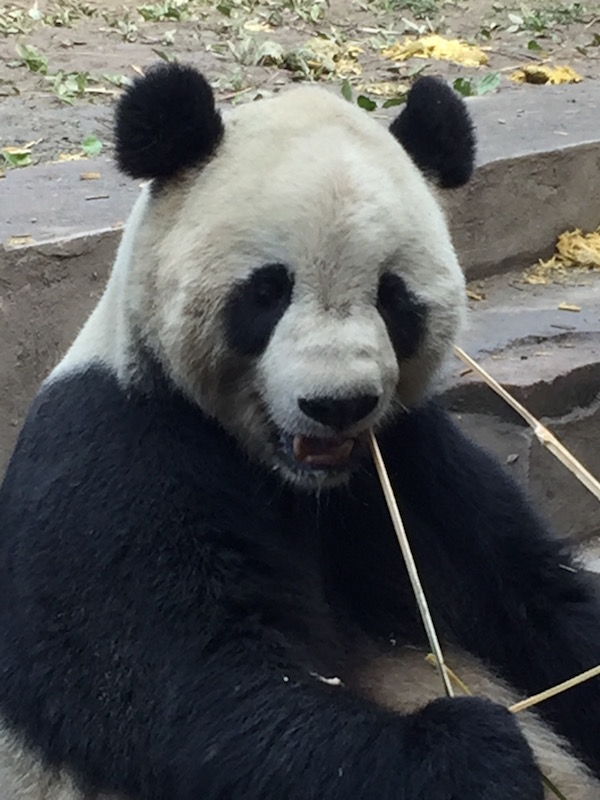 Tai Shan enjoying his morning breakfast.