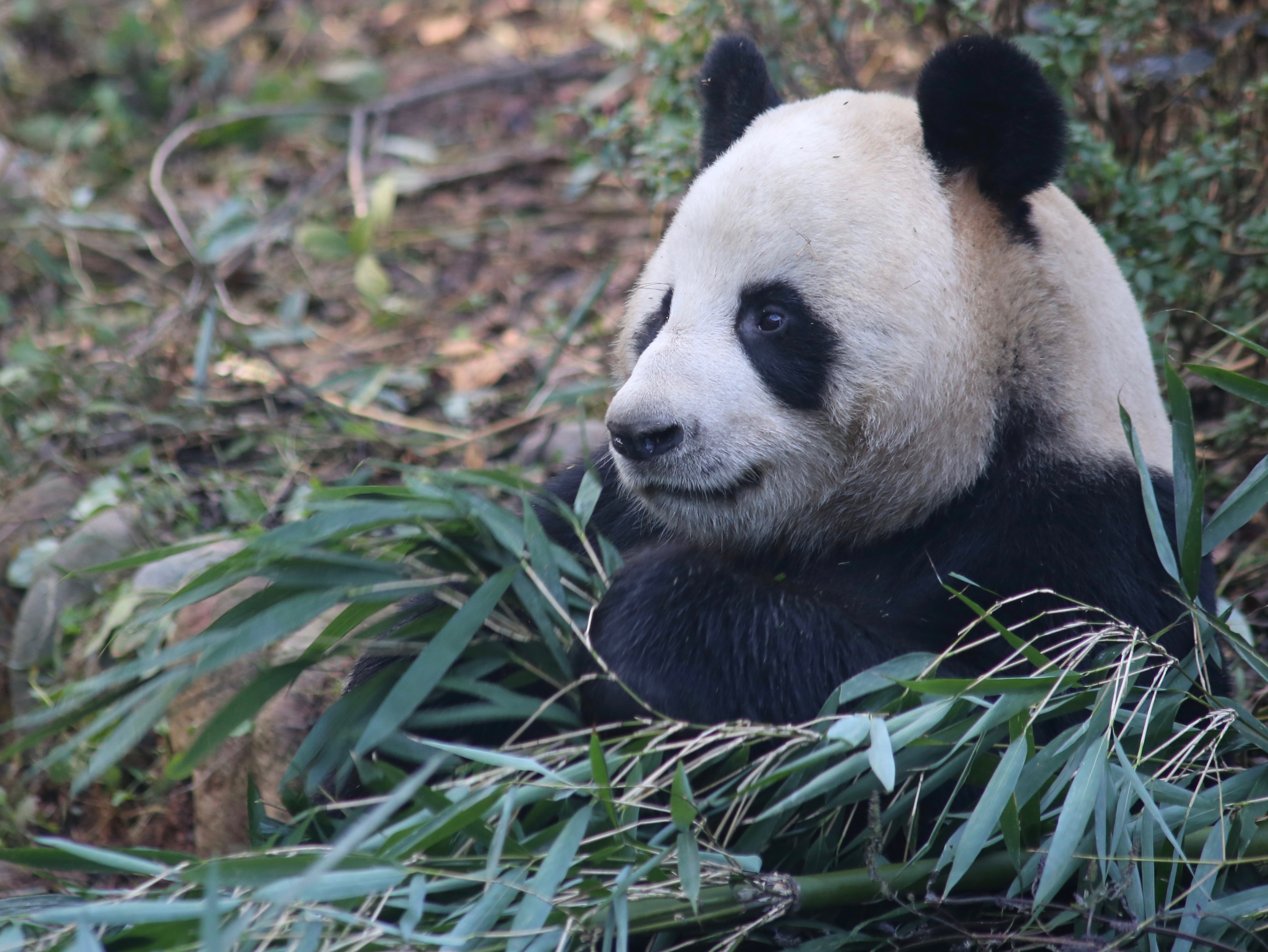 Summer Panda Research Season Begins!