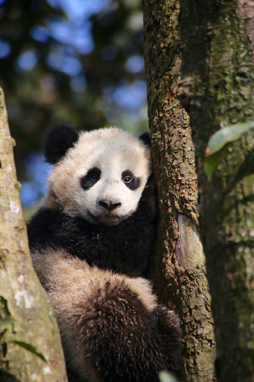 Lin Bing (Ping) & Cubs February 2016