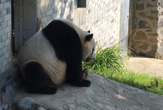 Tai Shan & Mei Sheng