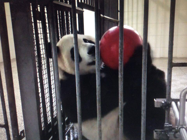 Su Shan and the Big Red Ball